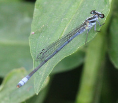 Pseudagrion kersteni