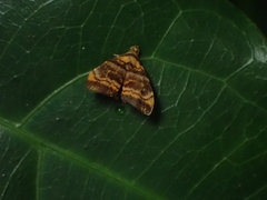 Choreutis amethystodes