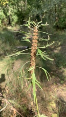 Leonurus glaucescens