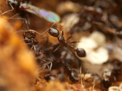 Cardiocondyla paradoxa