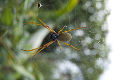 Trichonephila plumipes