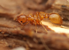 Cardiocondyla paradoxa