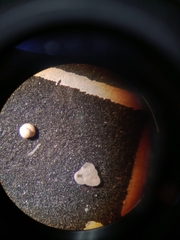 Cibicidoides variabilis