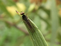 Empidoidea