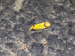 Agapeta zoegana