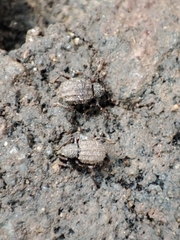 Otiorhynchus porcatus