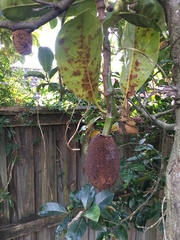 Artocarpus
