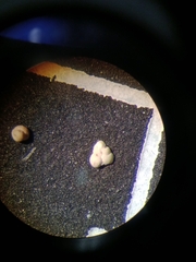 Cibicidoides variabilis