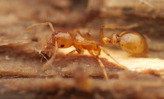 Cardiocondyla paradoxa