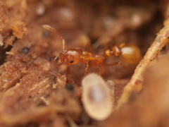 Cardiocondyla paradoxa