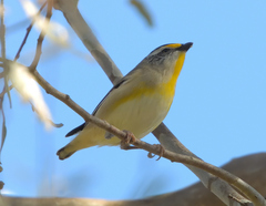 Pardalotus striatus
