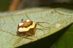 Poecilopachys australasia
