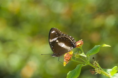Euploea core corinna