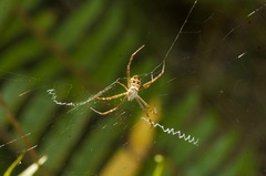 Argiope caledonia