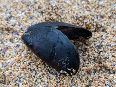 Mytilus edulis