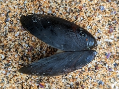 Mytilus edulis
