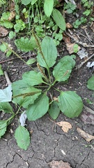Plantago major