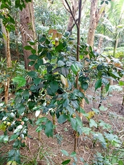 Syzygium smithii