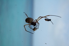 Trichonephila plumipes