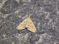 Achyra rantalis