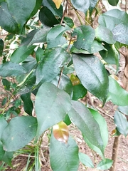 Syzygium smithii
