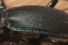 Carabus purpurascens