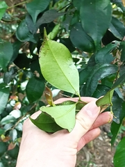 Syzygium smithii