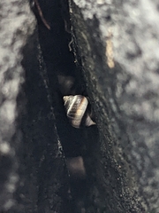 Littorina saxatilis