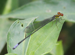 Pseudagrion hageni