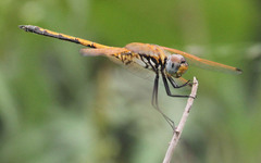 Trithemis arteriosa