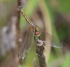 Trithemis arteriosa