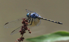 Trithemis stictica