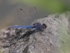 Trithemis dorsalis