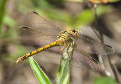 Ceratogomphus pictus
