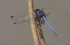 Trithemis furva