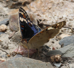 Junonia orithya