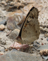 Junonia orithya