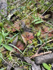 Drosera aberrans