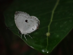 Neopithecops zalmora