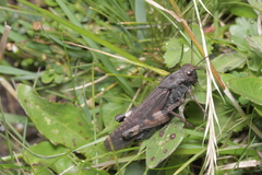 Psophus stridulus
