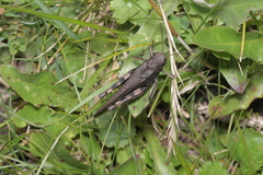 Psophus stridulus