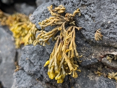 Pelvetia canaliculata