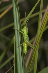 Euthystira brachyptera