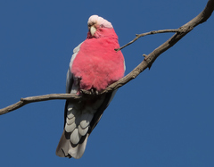 Eolophus roseicapilla