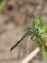 Ceratogomphus pictus