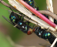 Calliphoridae