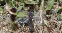 Brachythemis leucosticta