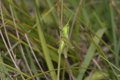 Euthystira brachyptera