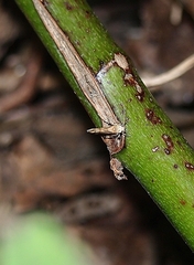 Stathmopoda