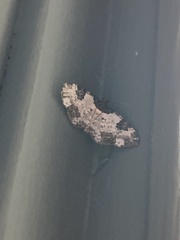 Melanthia procellata